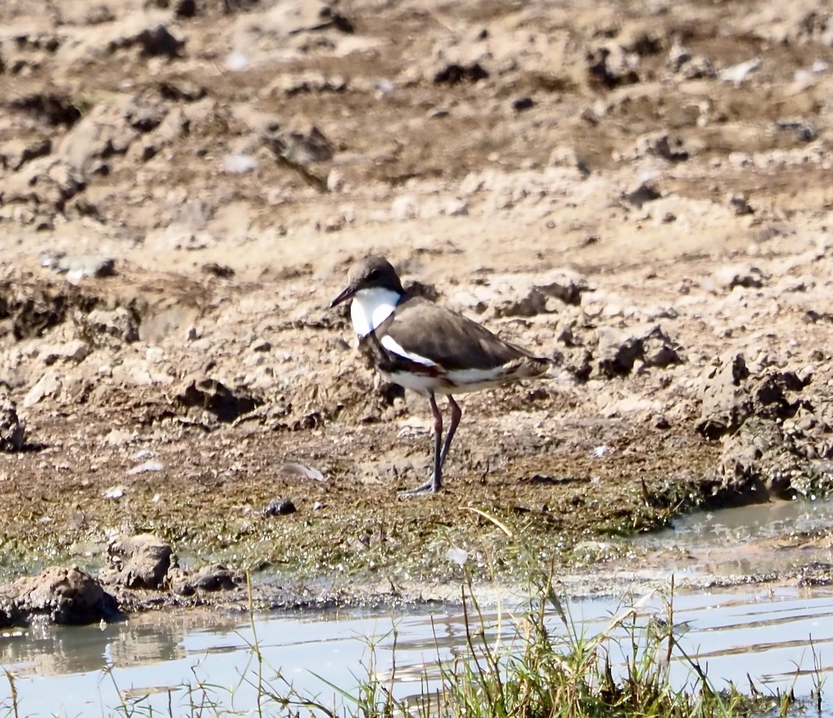 Red-kneed Dotterel - ML504790221