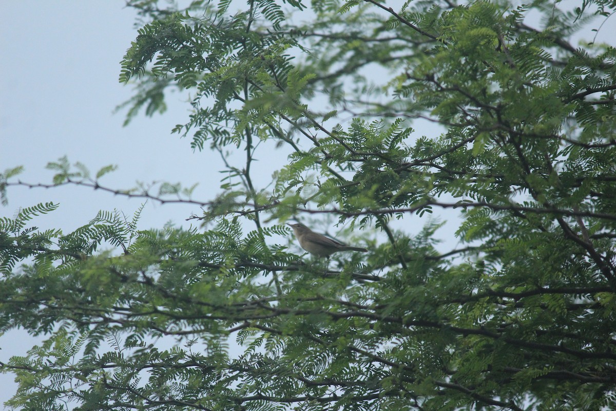 rákosník pokřovní - ML504790801