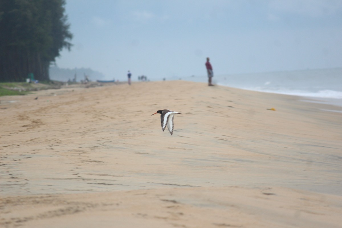 ústřičník velký - ML504790871