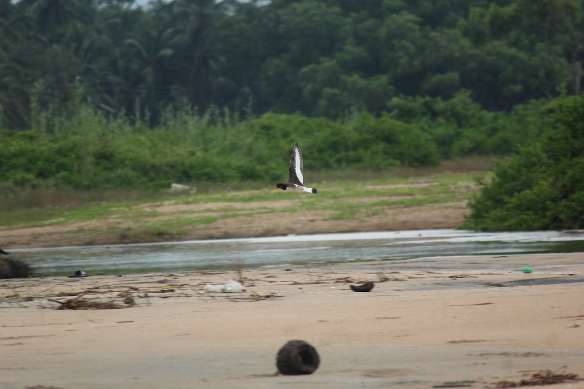 ústřičník velký - ML504790881