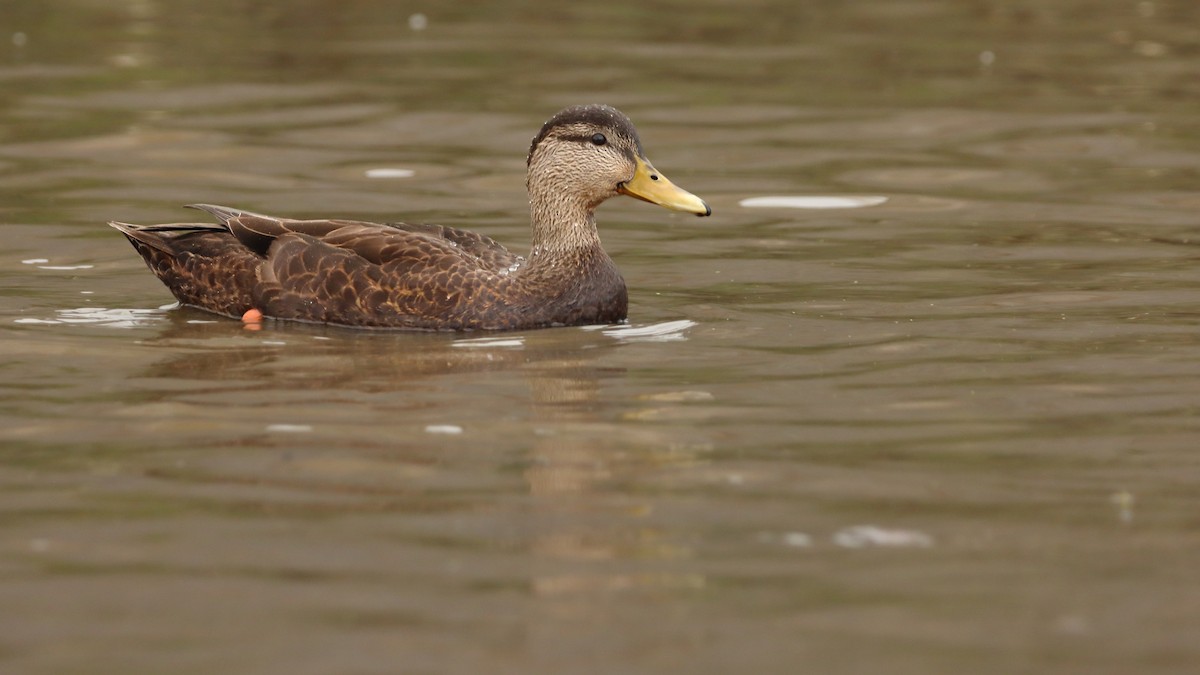 American Black Duck - ML504791381