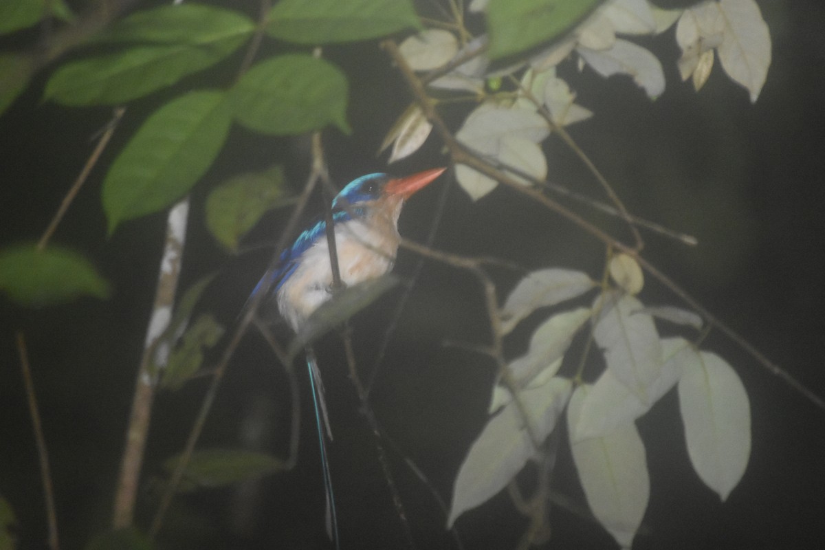 Common Paradise-Kingfisher - ML504793211