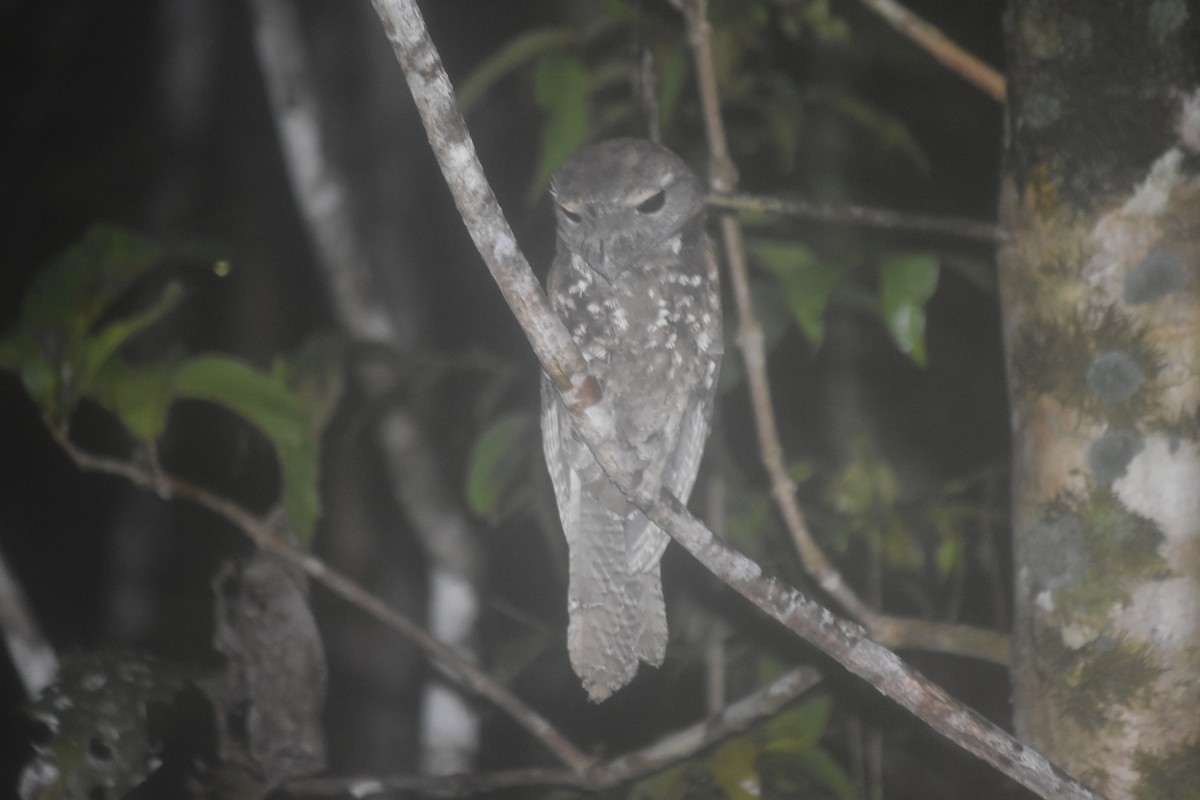 Papuan Frogmouth - ML504793261