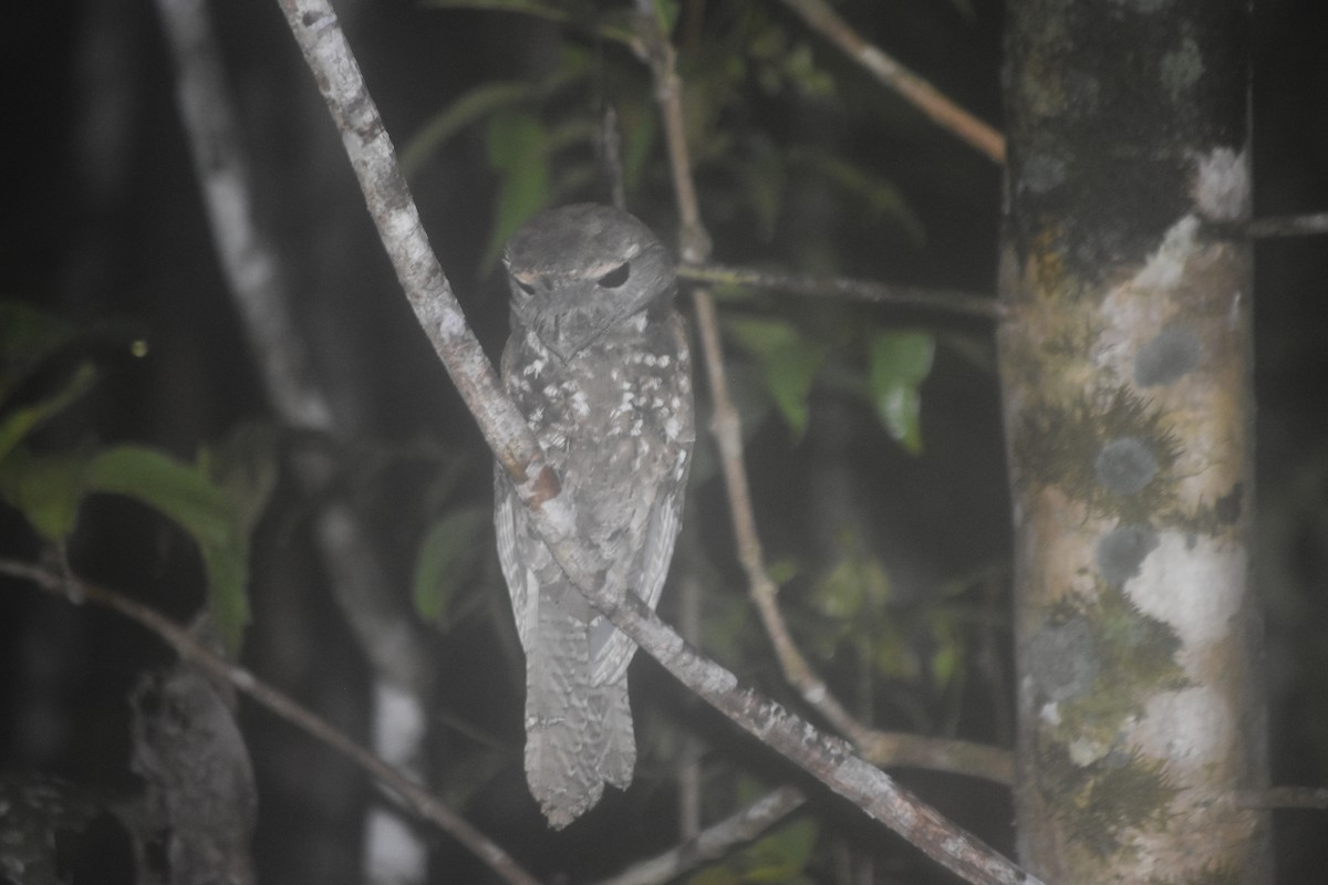 Papuan Frogmouth - ML504793271