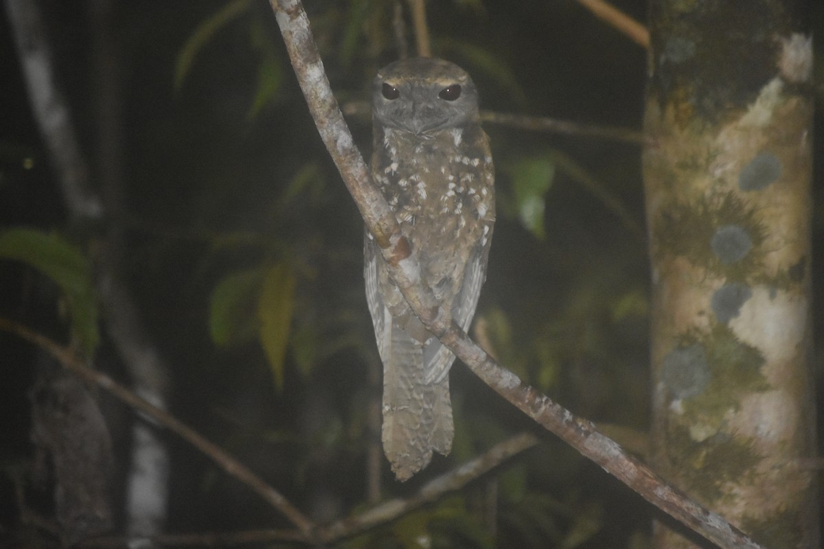 Papuan Frogmouth - ML504793281