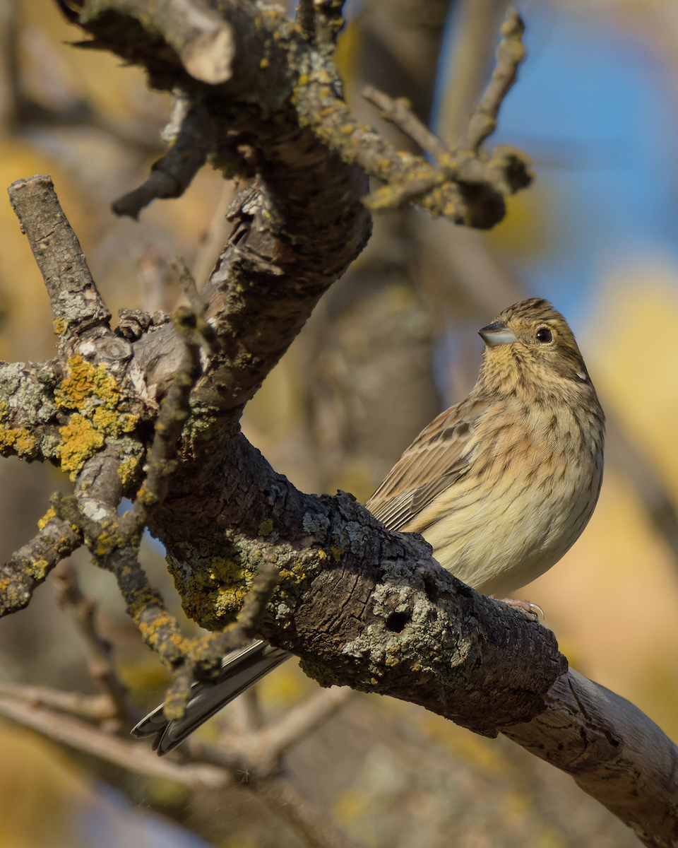 Cirl Bunting - Juan Parra Caceres