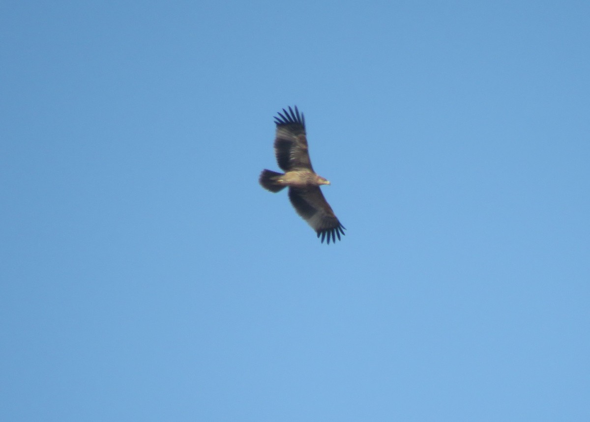 Águila Imperial Oriental - ML504795971