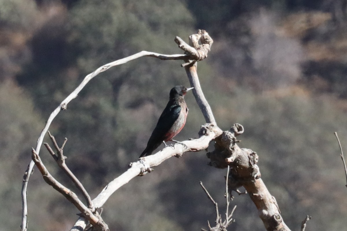 Lewis's Woodpecker - ML504798011