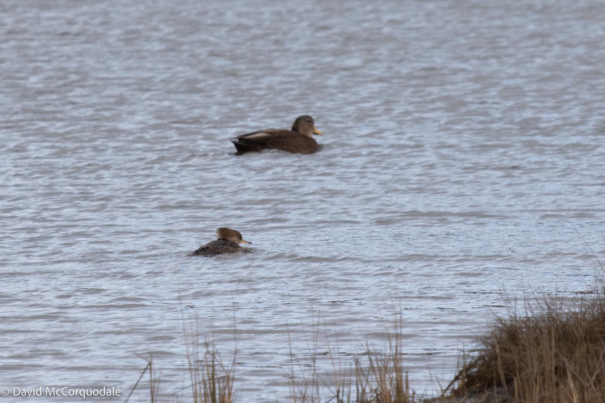 Hooded Merganser - ML504798161