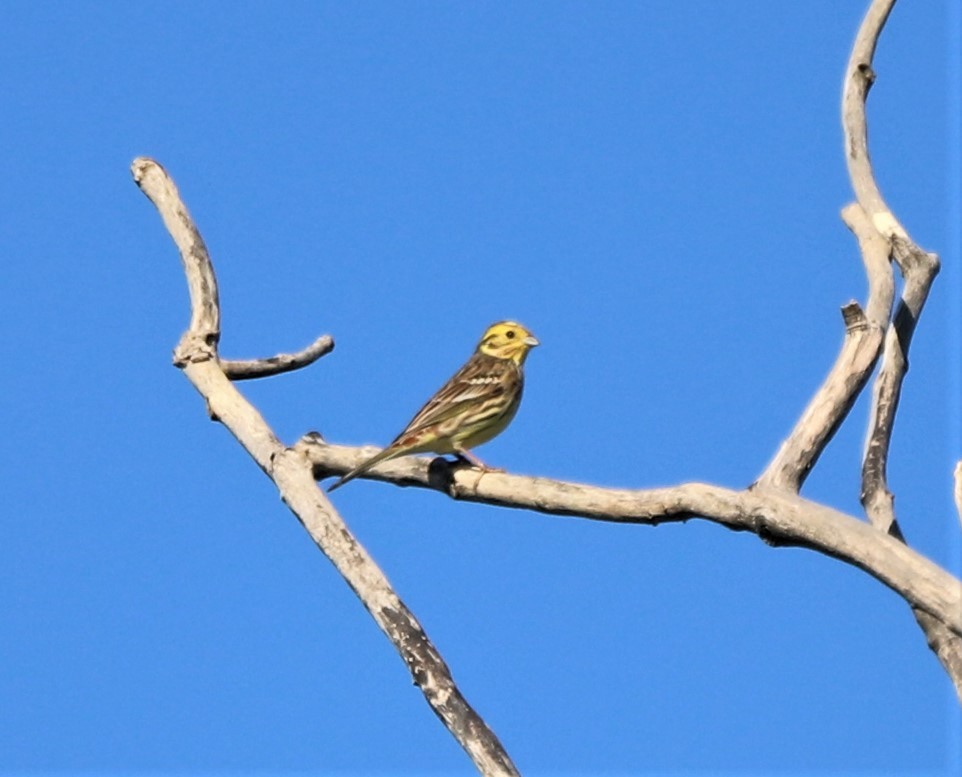 Yellowhammer - ML504799081