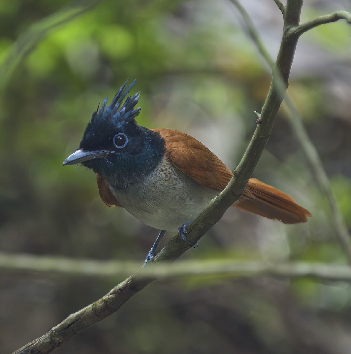 Indian Paradise-Flycatcher - ML504799151