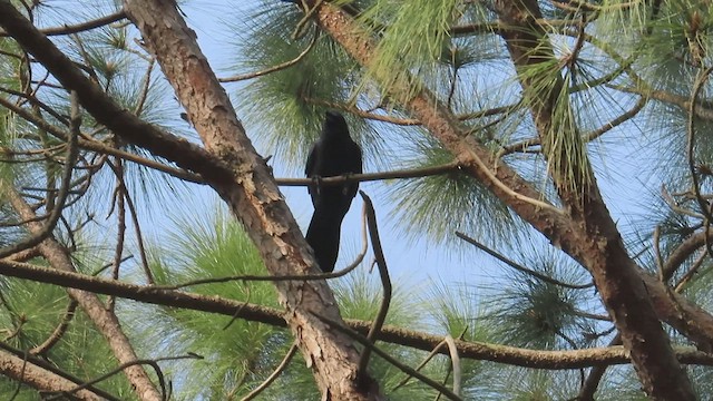 Corbeau à gros bec (groupe macrorhynchos) - ML504800361