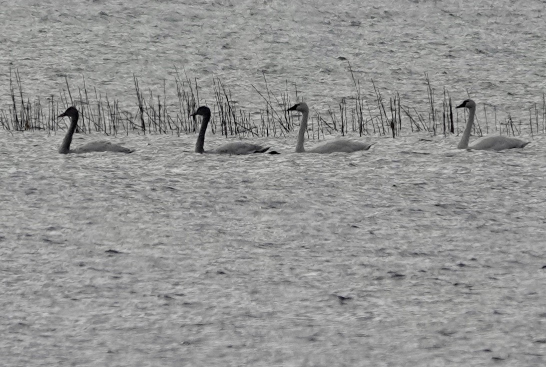 Tundra Swan - ML504800891