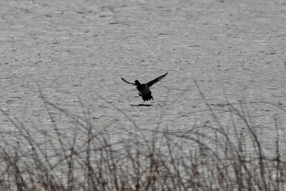 Ring-necked Duck - ML504801051