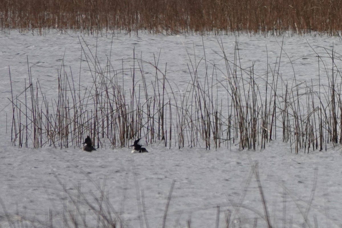 Hooded Merganser - ML504801431