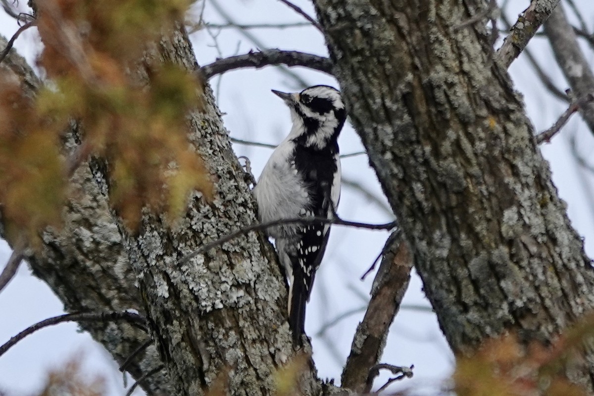 Hairy Woodpecker - ML504801491