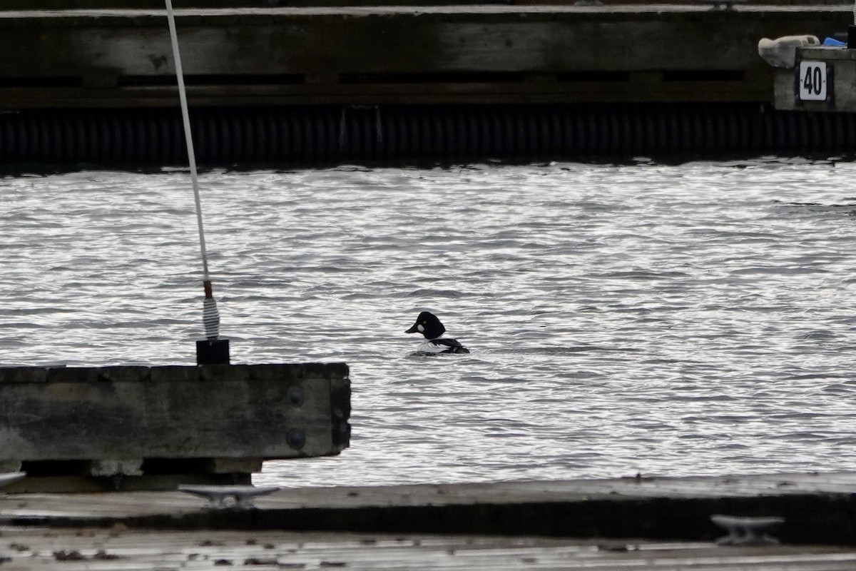 Common Goldeneye - Marilyn Ohler