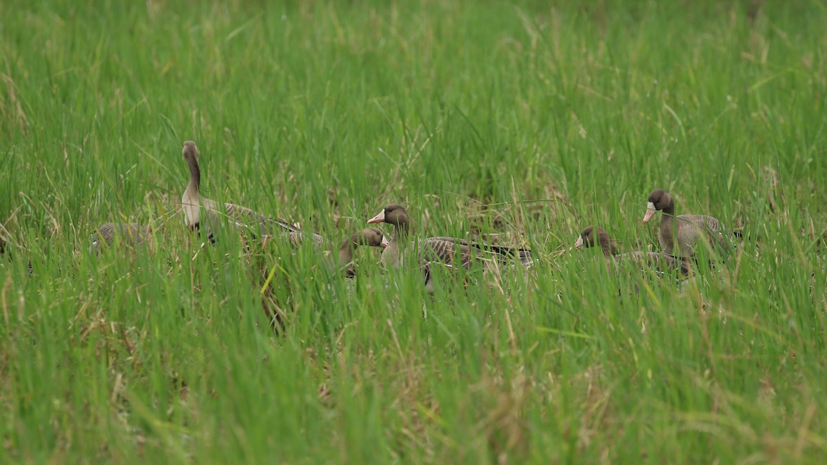 Greater White-fronted Goose - ML504802191