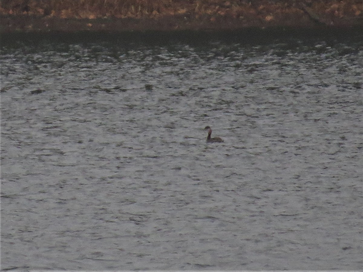 Red-necked Grebe - ML504803371