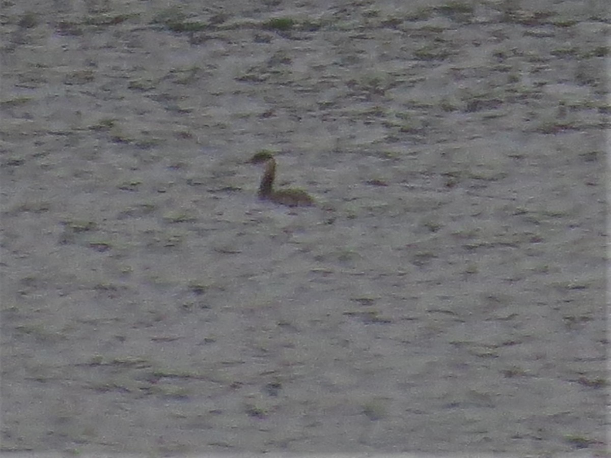 Red-necked Grebe - ML504803381