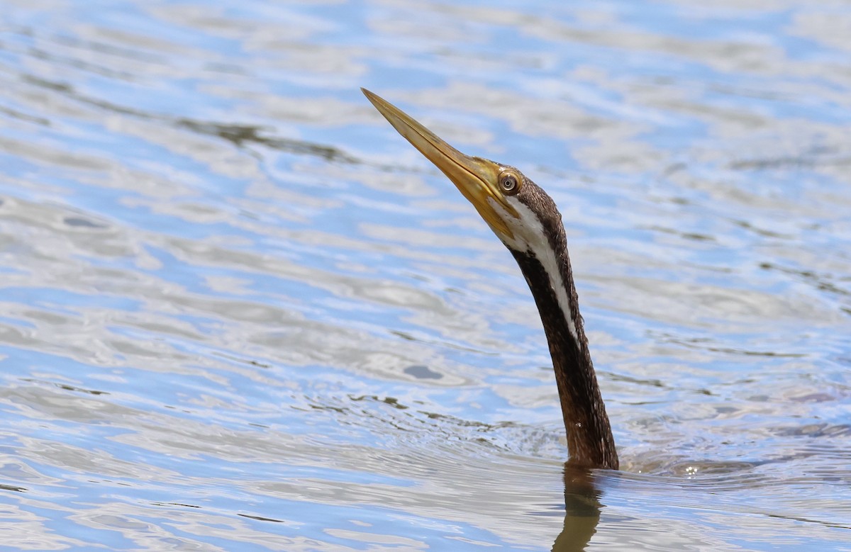 Australasian Darter - Andy Gee