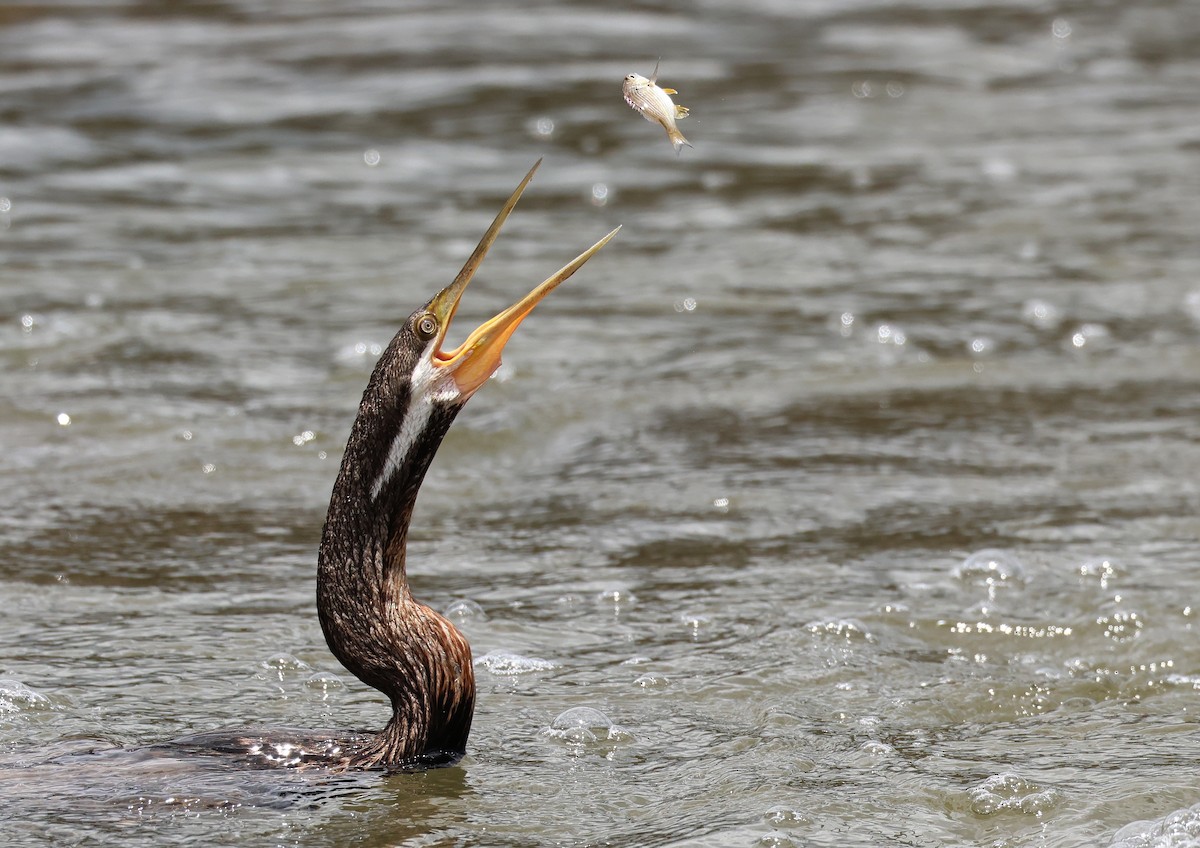 Australasian Darter - Andy Gee