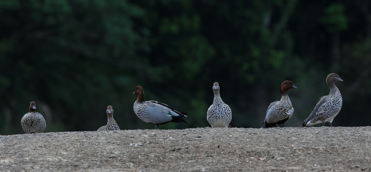 Maned Duck - ML504804111