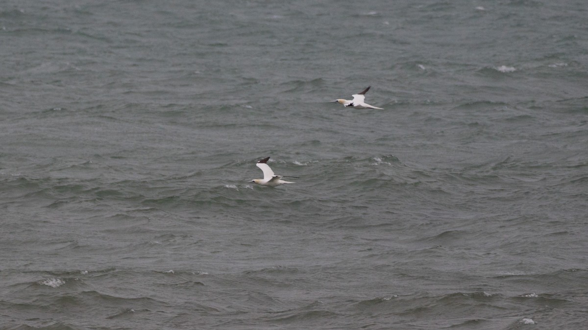 Northern Gannet - ML504804681