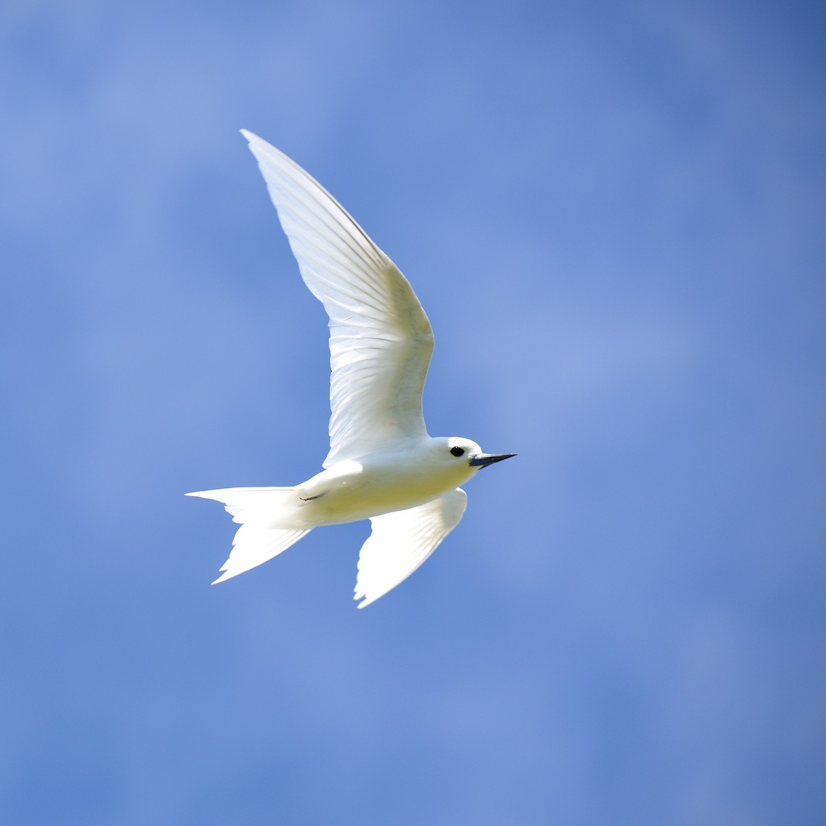 White Tern - ML504805511