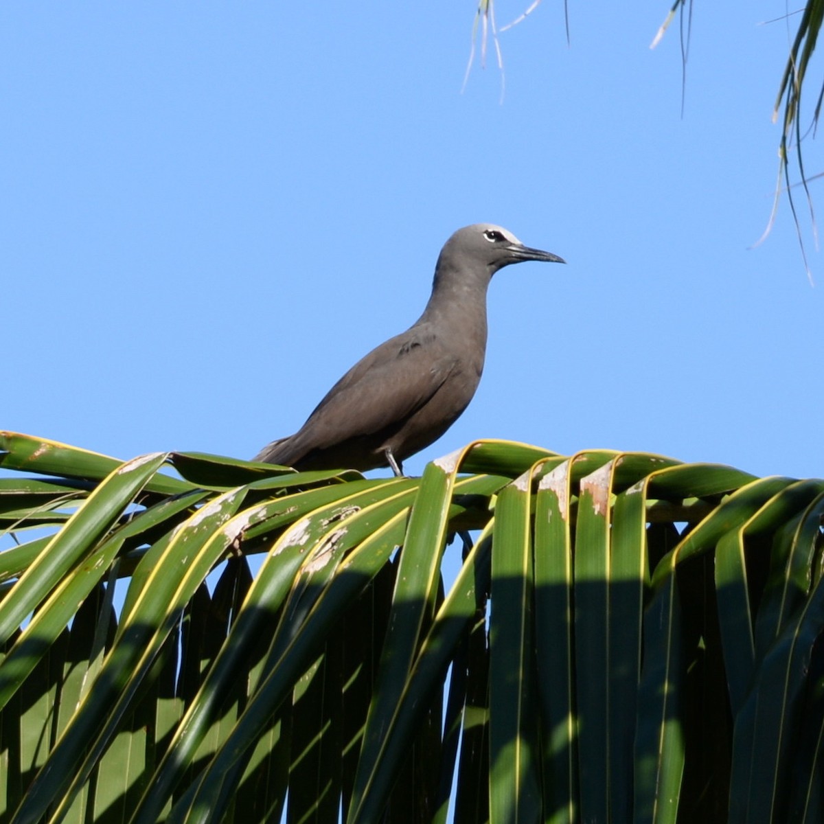 Brown Noddy - ML504805731