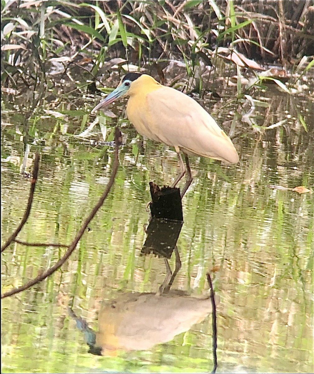 Capped Heron - Ashley T.