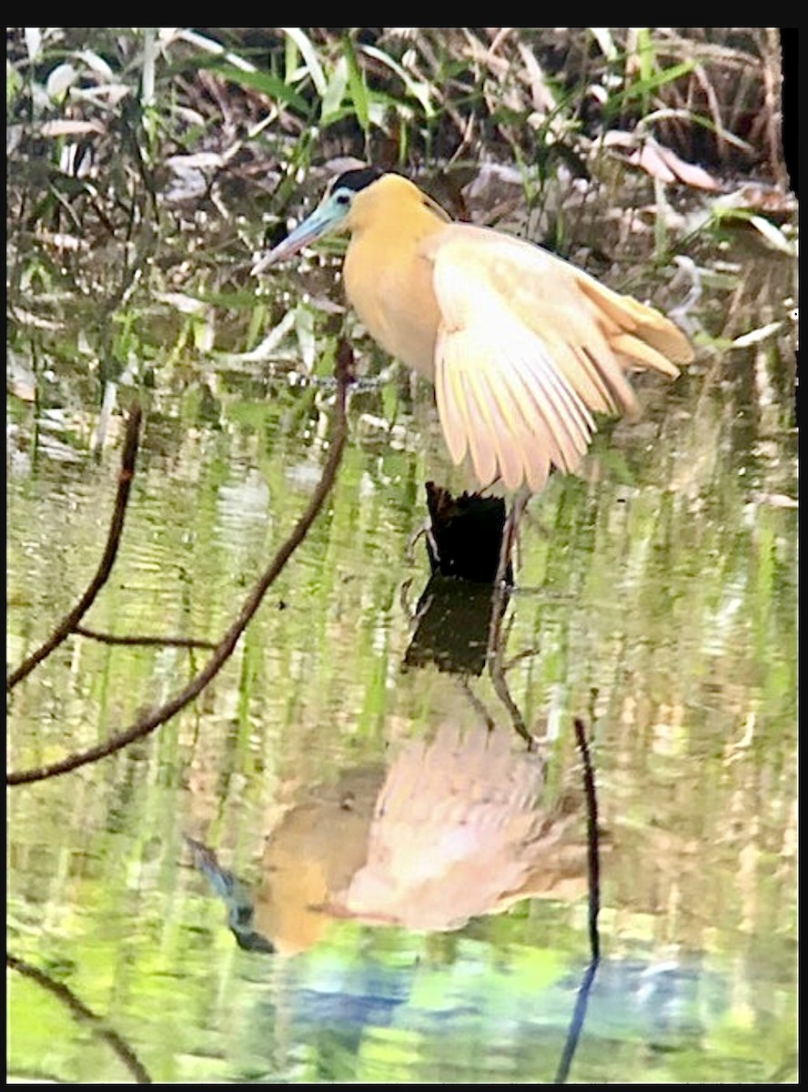 Capped Heron - Ashley T.