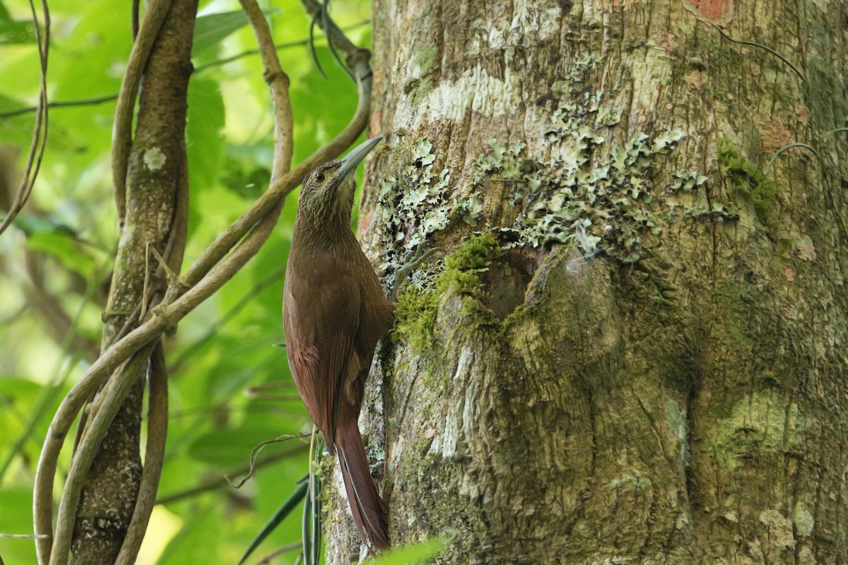 Montane Woodcreeper - ML504807581