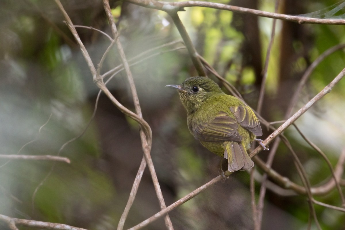 Olive-striped Flycatcher - Michel Gutierrez