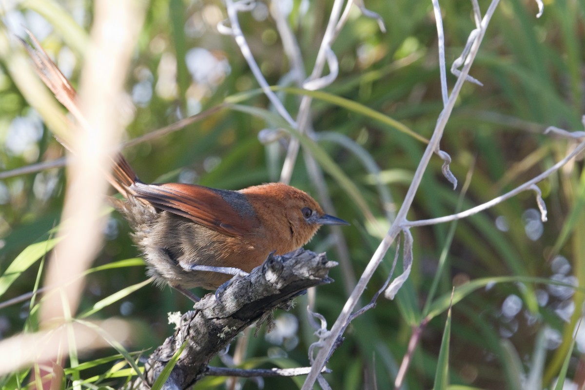 Rusty-headed Spinetail - Michel Gutierrez