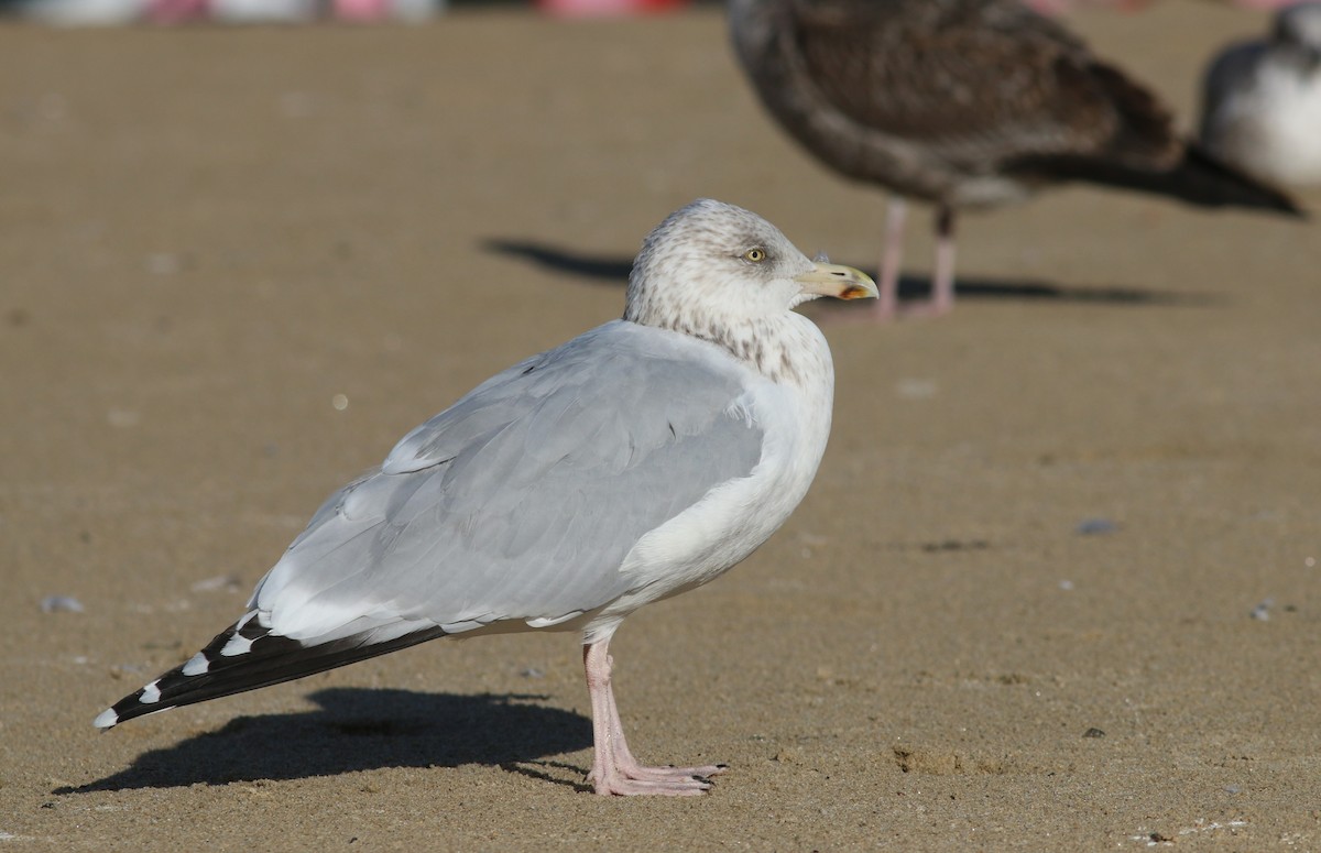 Herring Gull - Paulo Leite