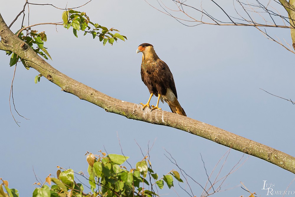 Crested Caracara - ML504809311