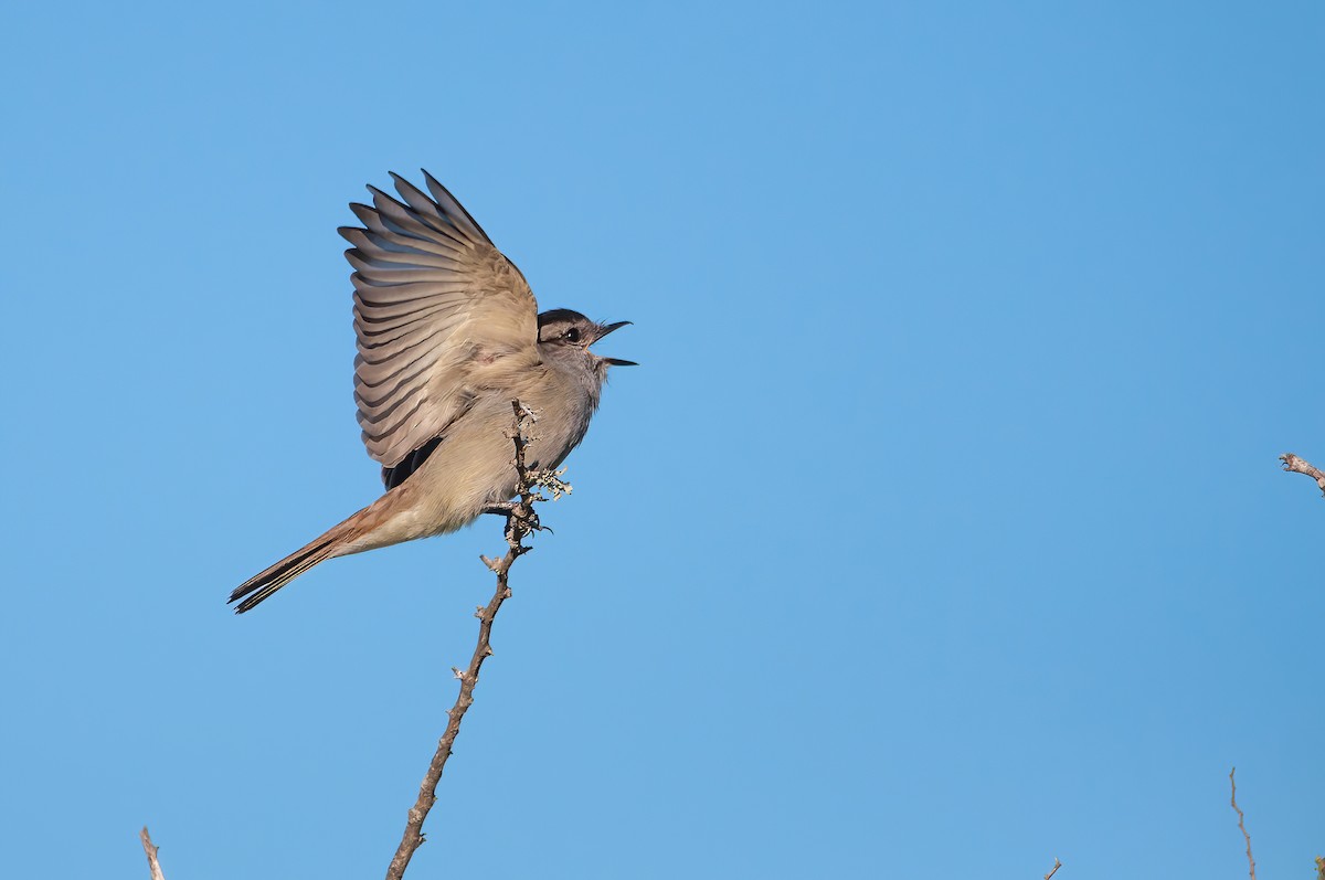 Crowned Slaty Flycatcher - Raphael Kurz -  Aves do Sul