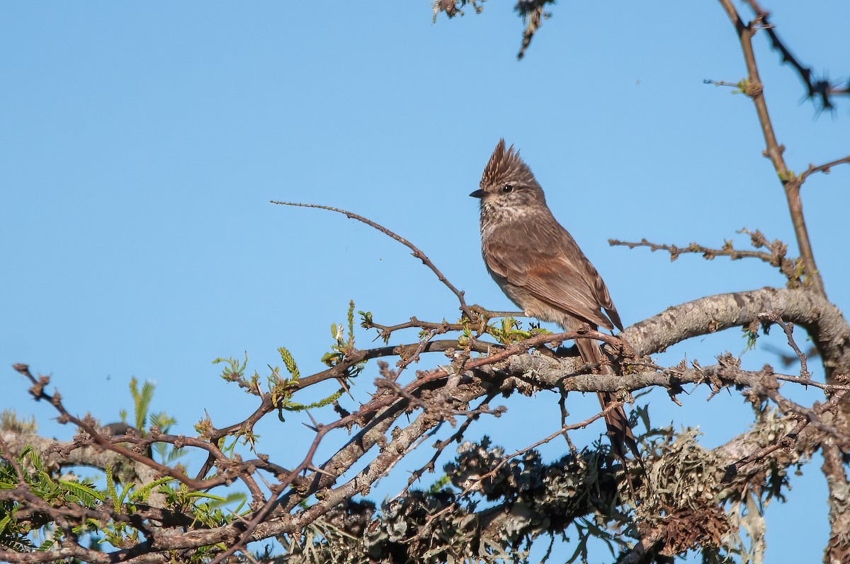 Tufted Tit-Spinetail - ML504809451