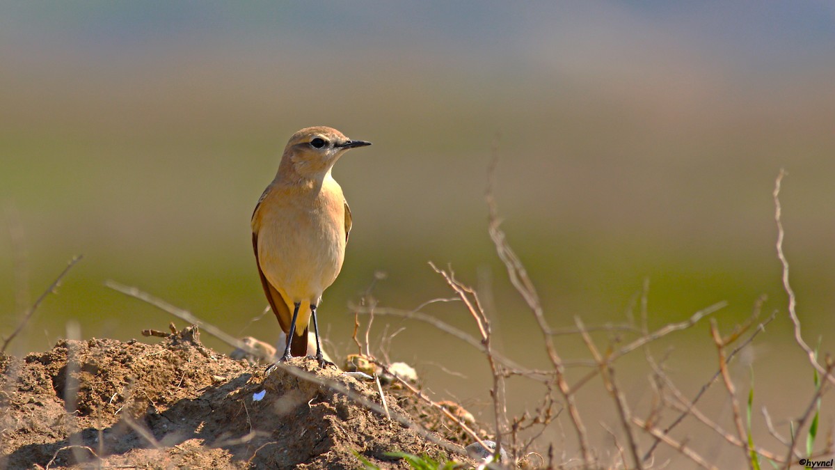 Isabelline Wheatear - ML504809531