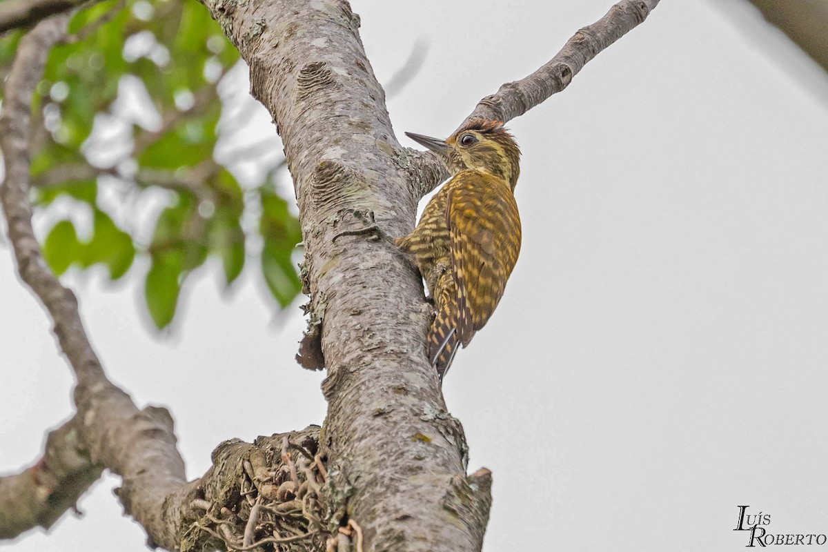 White-spotted Woodpecker - ML504809861