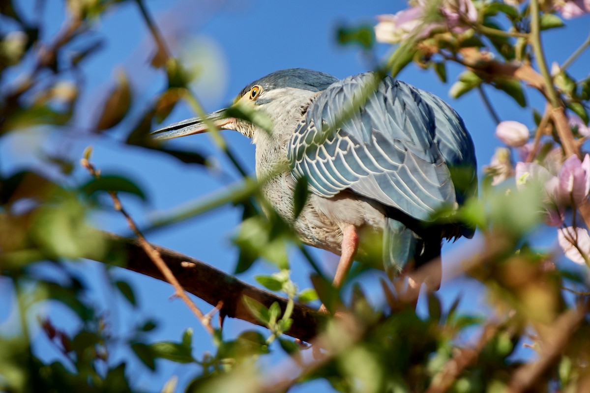 Striated Heron (Old World) - ML504809961