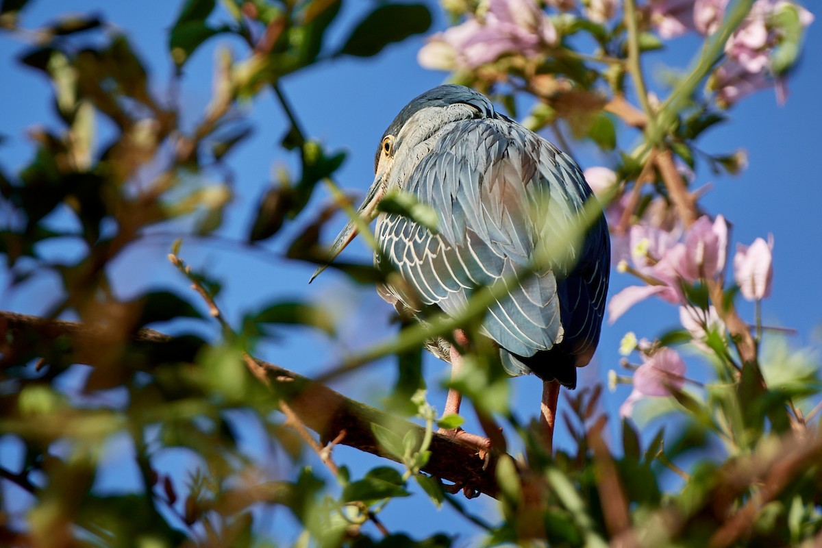 Striated Heron (Old World) - ML504809981