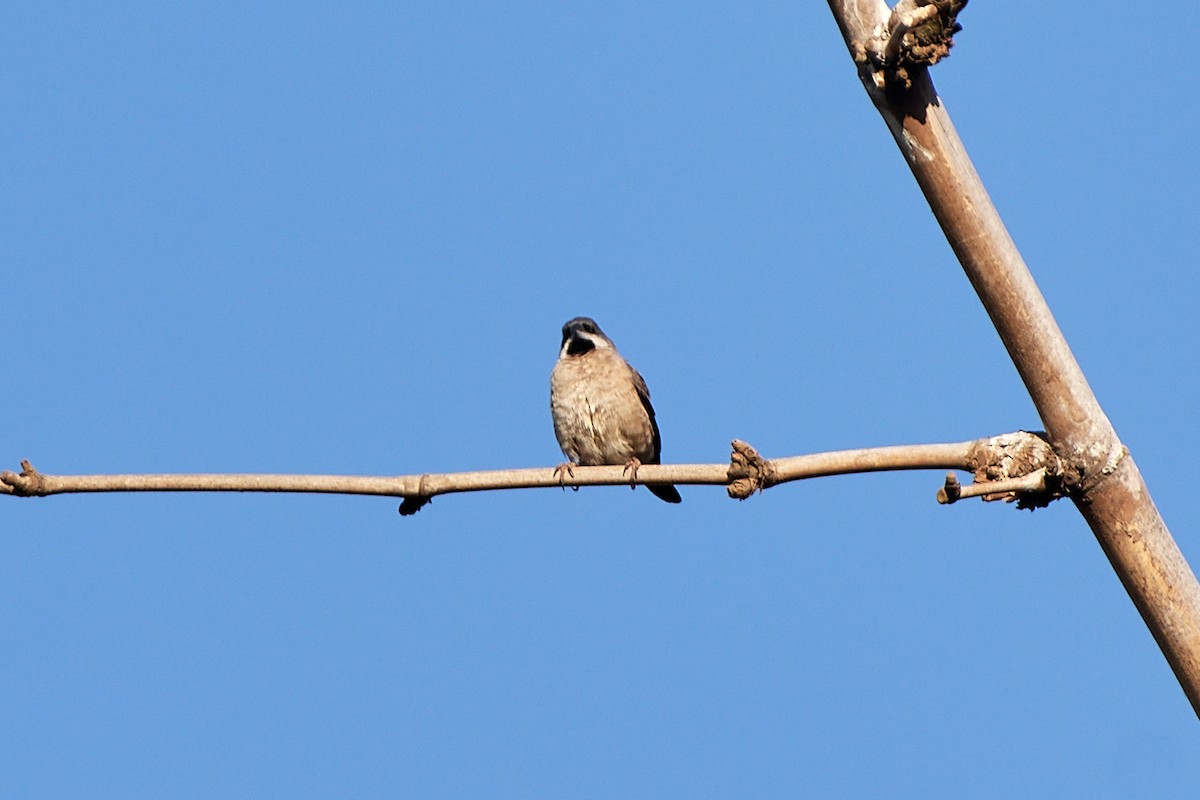 Madagascar Munia - ML504811601
