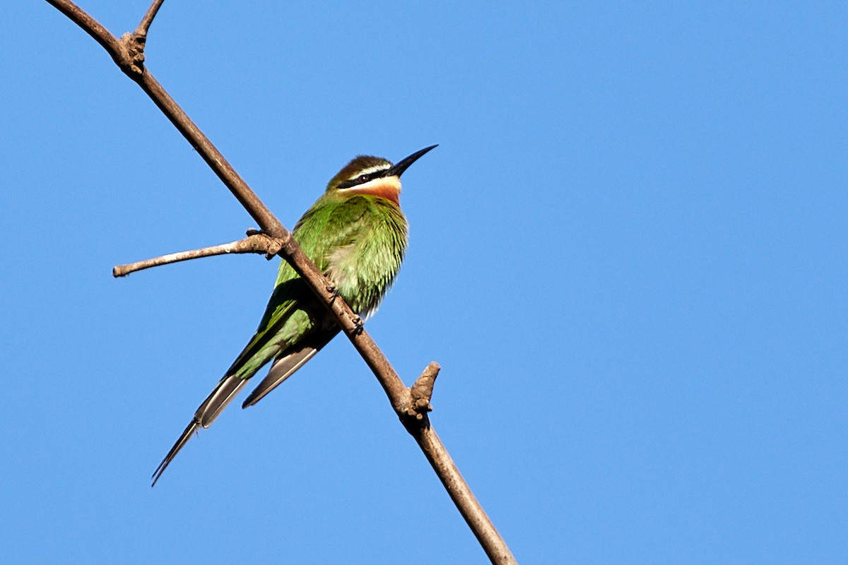Olive Bee-eater - ML504811621