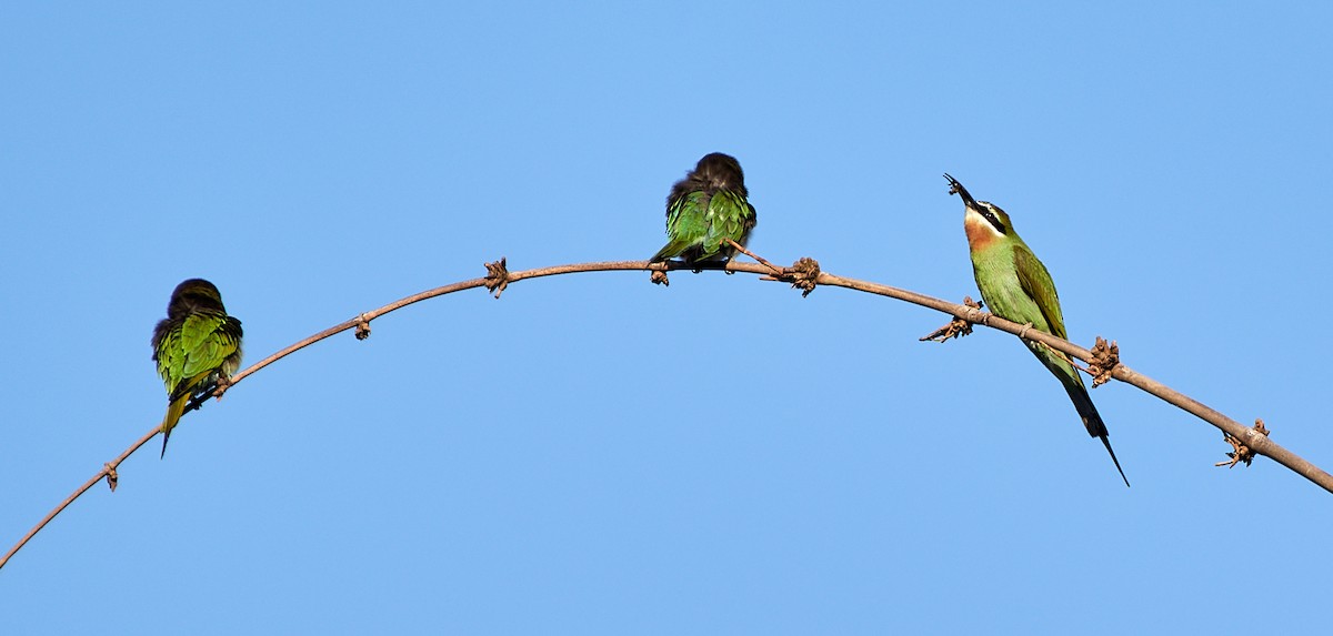 Olive Bee-eater - ML504811631