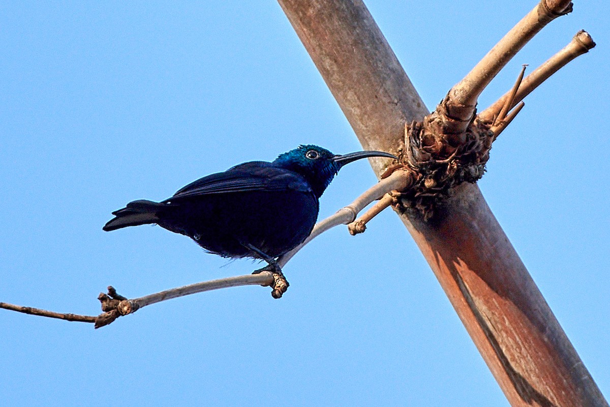 Malagasy Sunbird - ML504811681