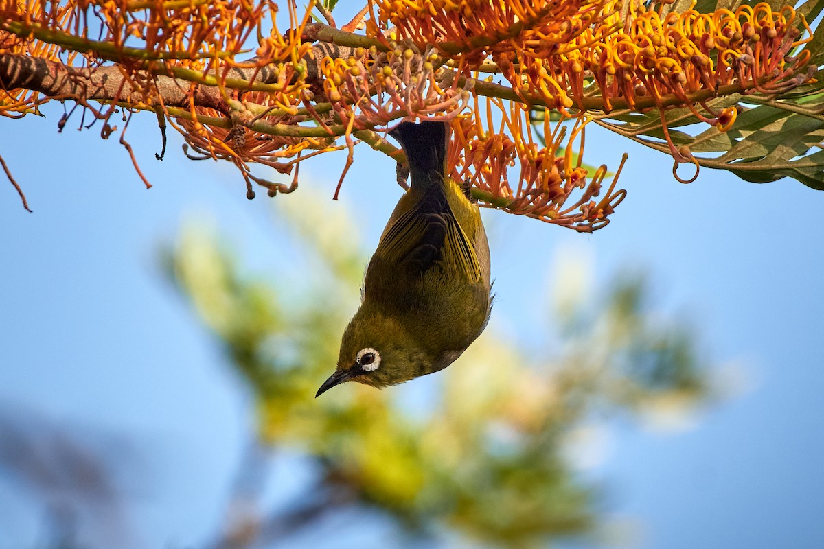 Malagasy White-eye - Tomáš Grim