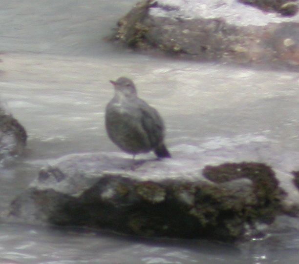 American Dipper - Frank Hawkins