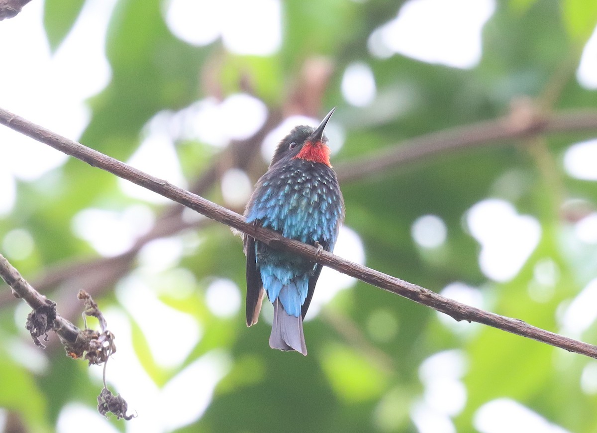 Black Bee-eater - ML504813331